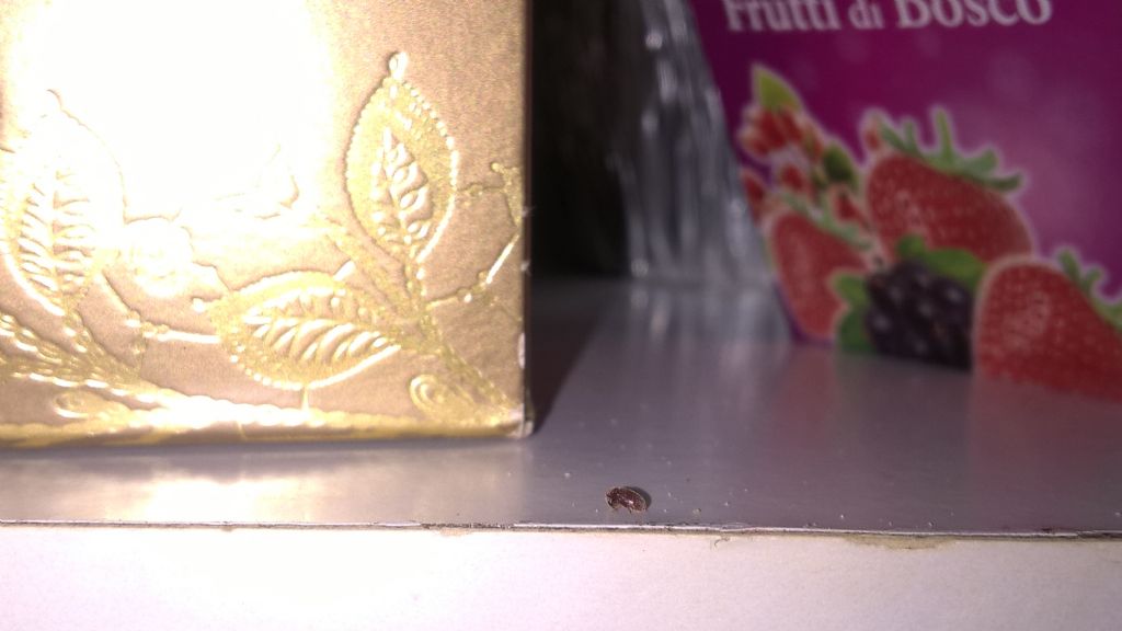 Insetti piccoli nella dispensa: Lasioderma serricorne